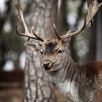 Hirsch mit imposantem Geweih im Tierpark Westerhausen