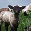 Schafe auf der Wiese mit Löwenzahn und fischem Gras