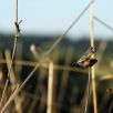 Heuschrecken im Gras beim Grünen See, Elbingerode