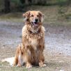 Border Collie im Kiefernwald im Heers bei Blankenburg