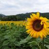 Blühende Sonnenblume bei Michaelstein