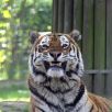 Tiger im Braunschweiger Zoo